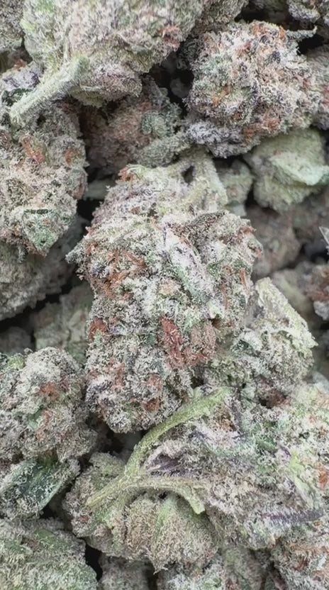 Load video: White Nerds Indoor Mediums - Bulk Mediums - Hybrid