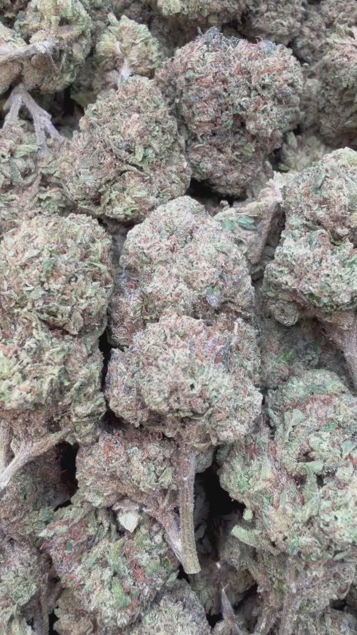 Load video: Lemon Sherb Mediums - Bulk Mediums - Indica