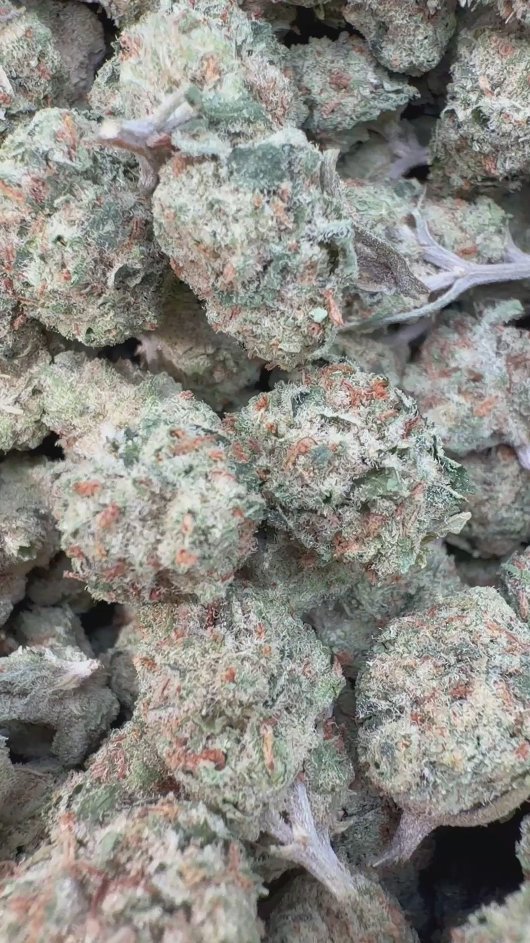 Load video: UK Cheese Indoor Littles - Bulk Littles - Hybrid