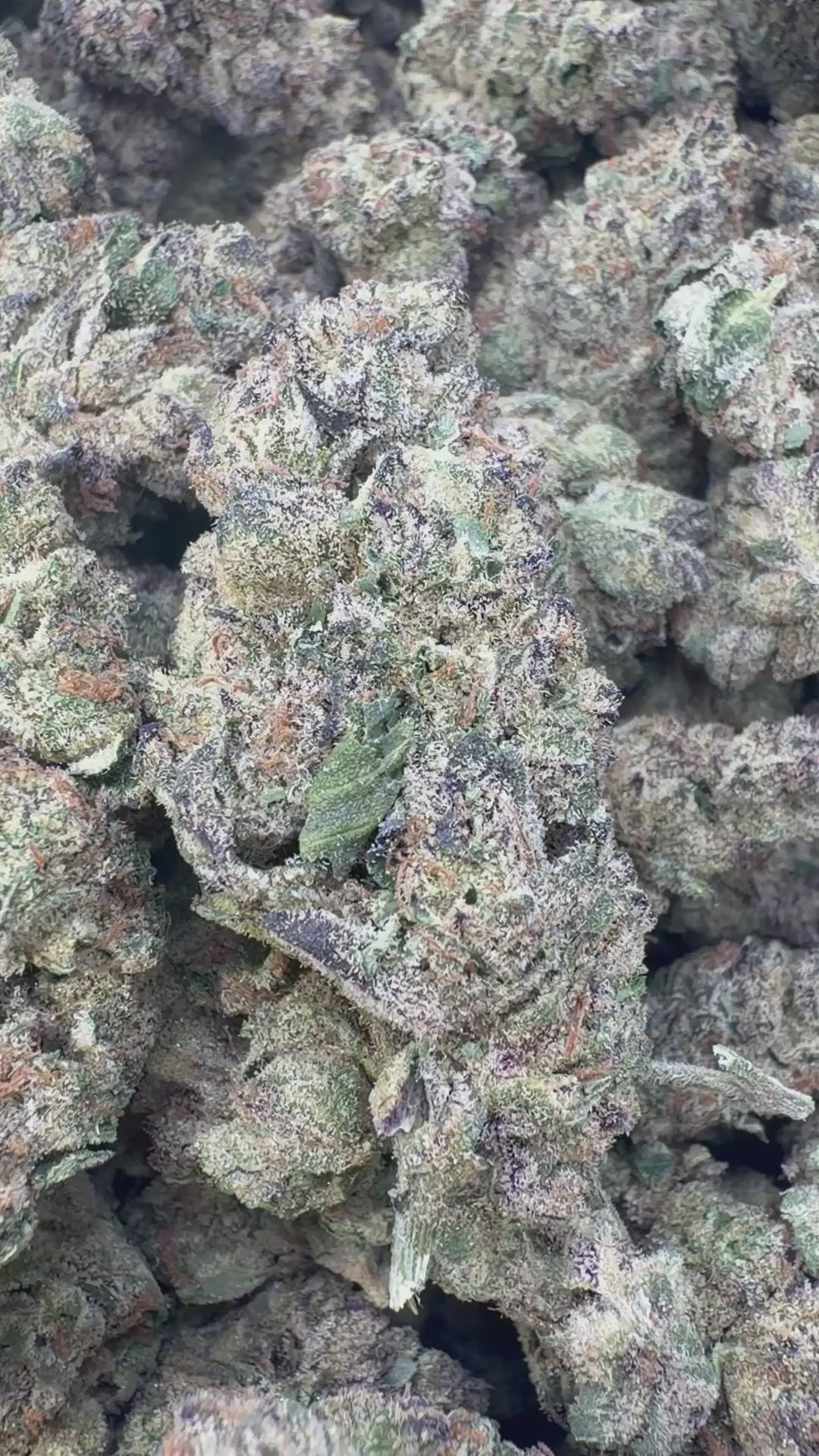 Load video: Grape Gas Indoor - Bulk - Hybrid