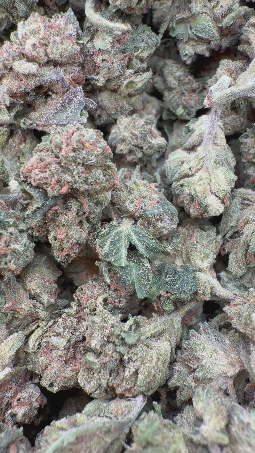 Cargar vídeo: Matcha de limón en trocitos - Trocitos a granel - Sativa
