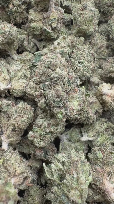 Load video: Orange Creamsicle Mediums - Bulk Mediums - Sativa