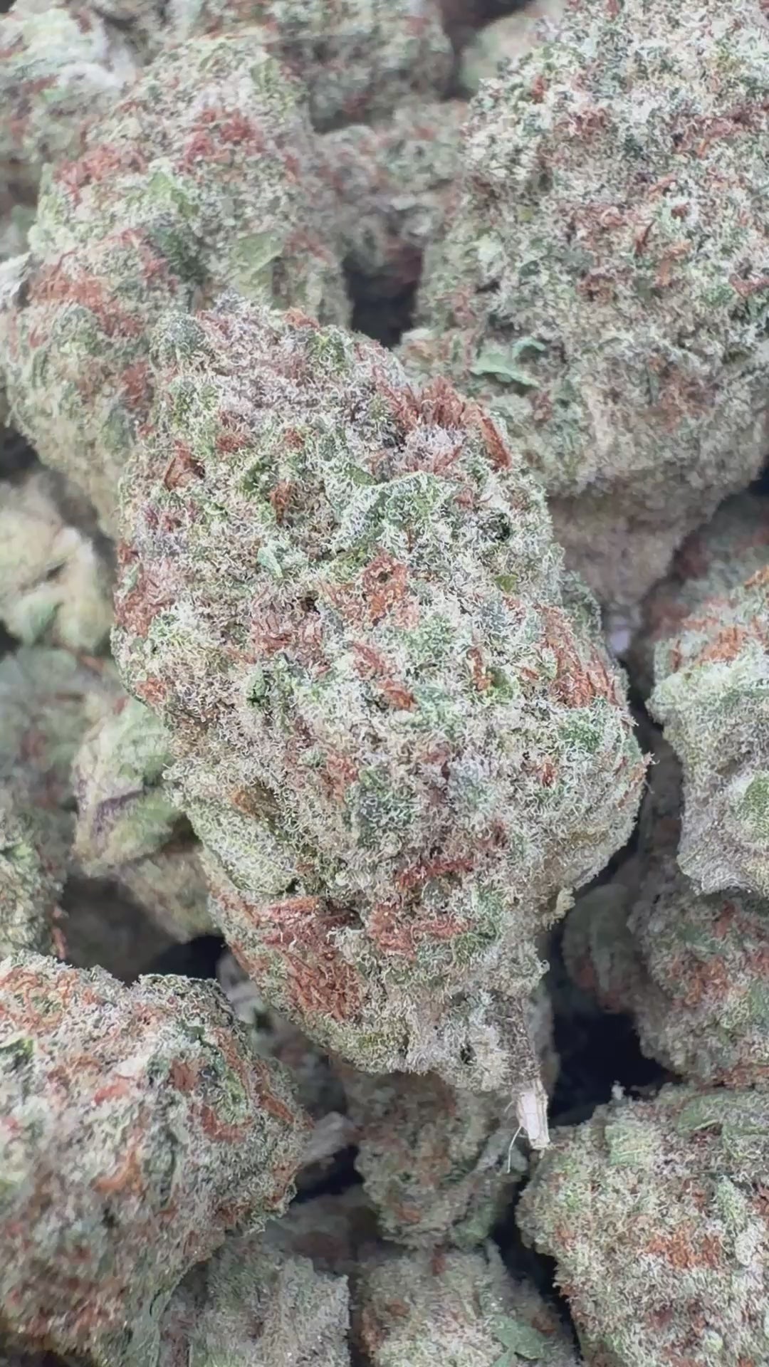 Load video: Papaya Runtz Indoor - Bulk - Hybrid