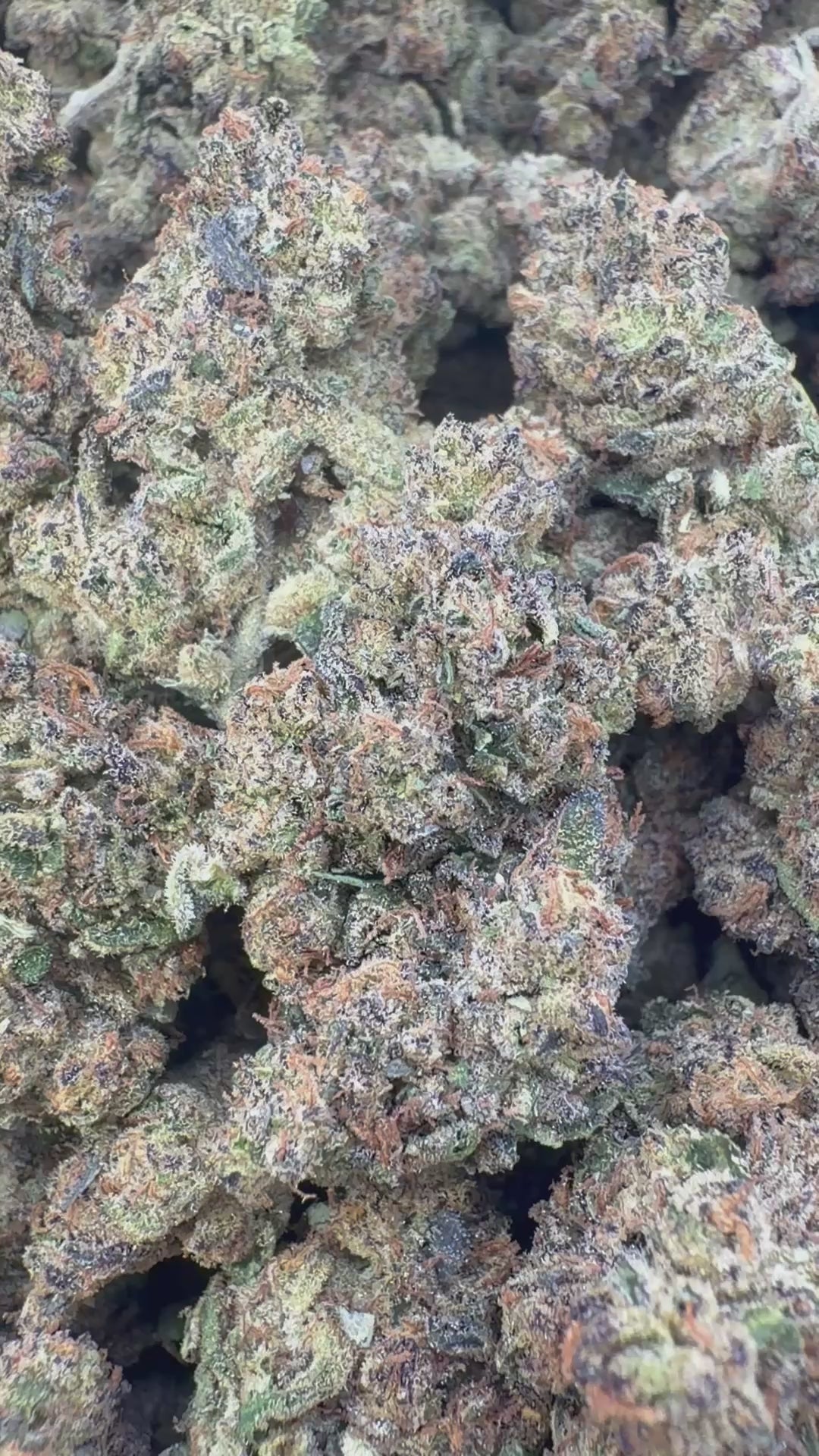 Load video: Apple Banana Indoor - Bulk - Hybrid