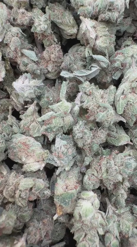 Cargar vídeo: Gorilla Glue Littles - Littles a granel - Indica