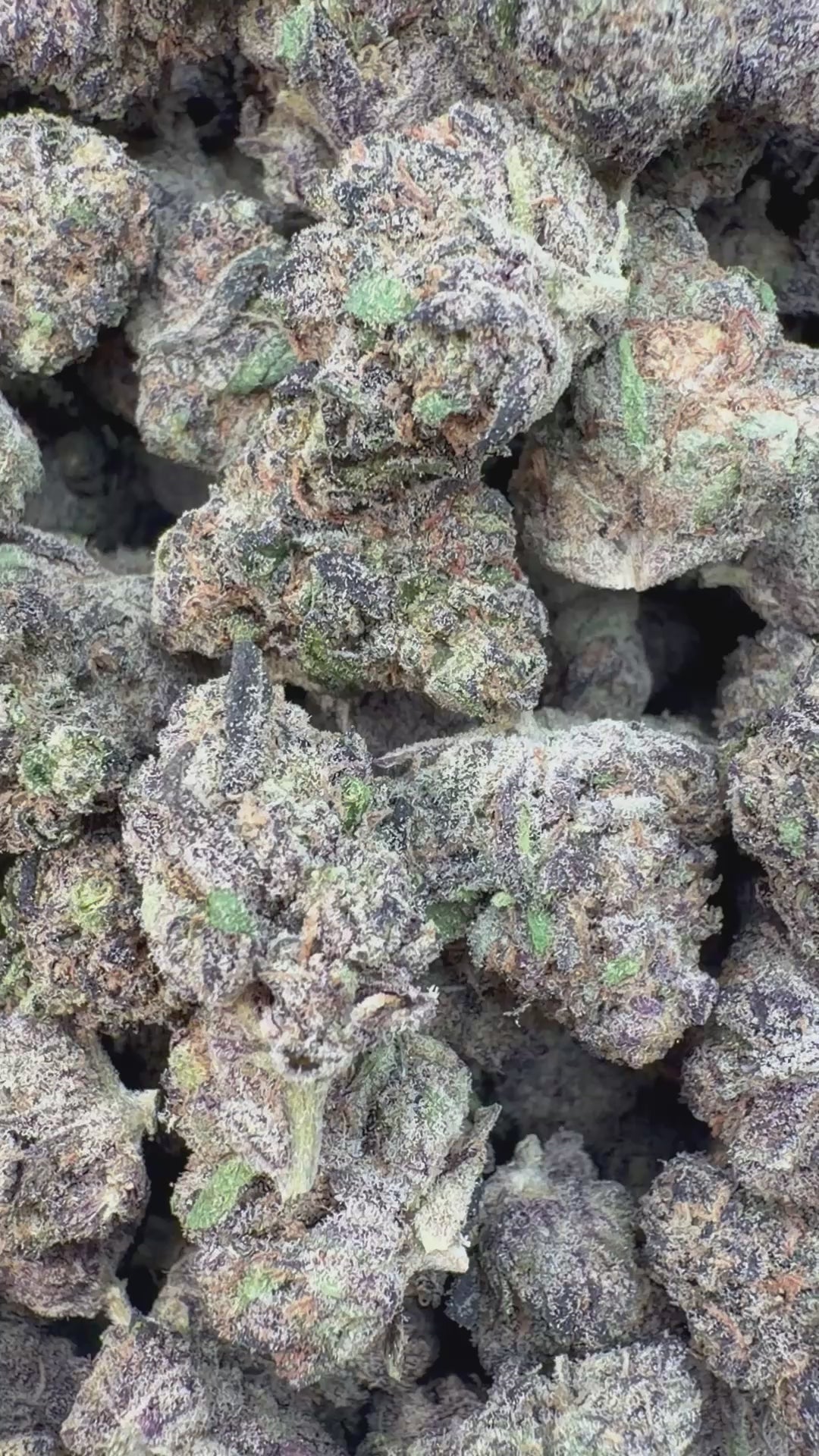 Load video: White Nerds Indoor Littles - Bulk Littles - Hybrid