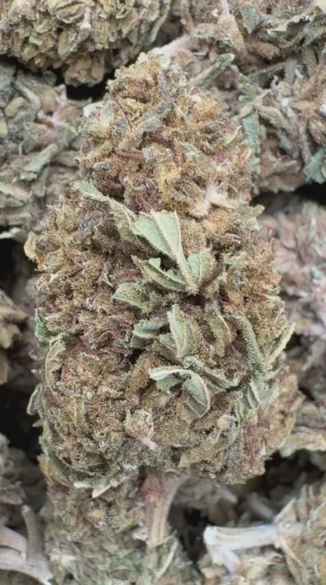 Load video: Alaskan Thunder Fuck - Bulk - Sativa