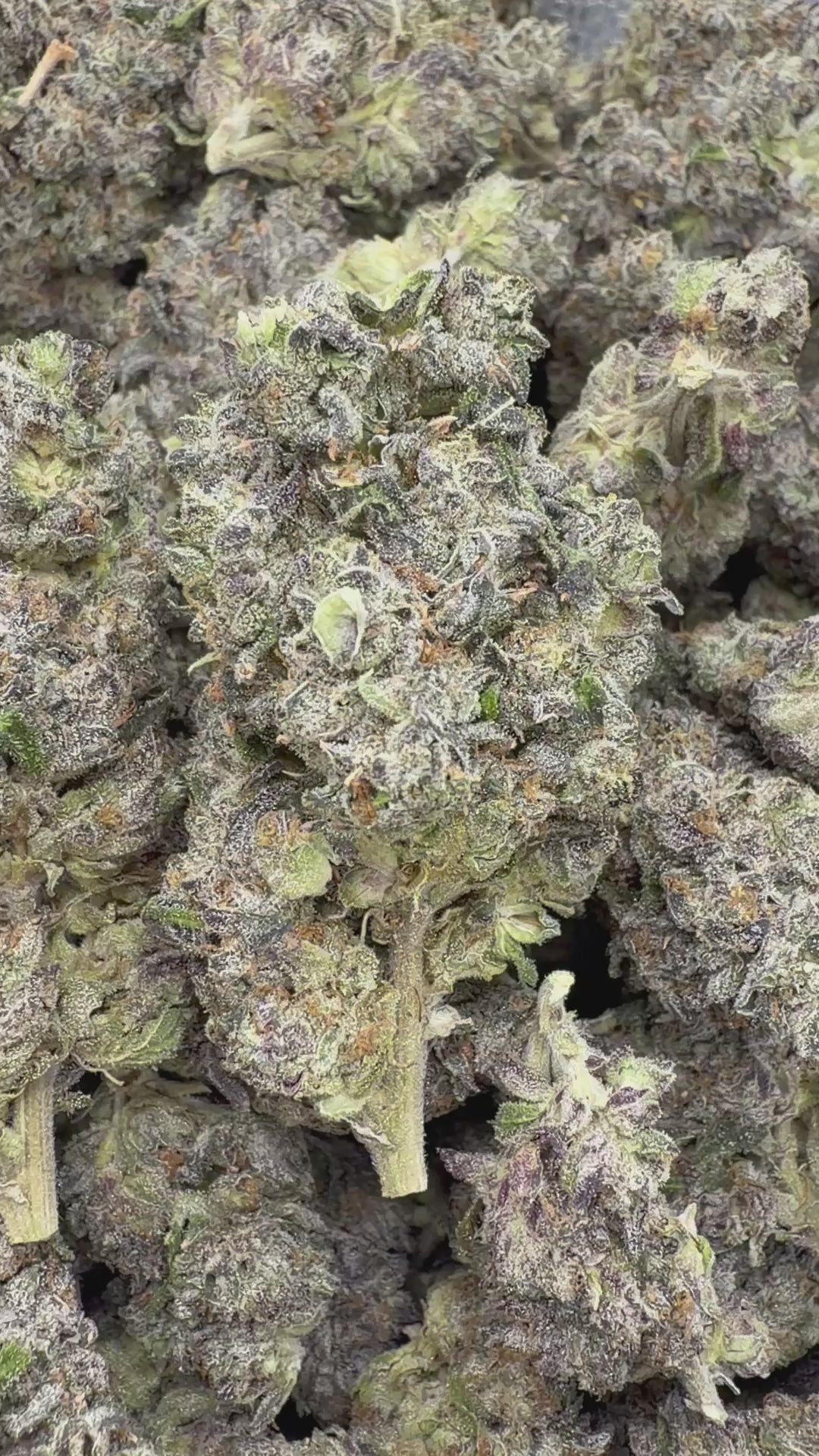 Cargar vídeo: Purple Jack exótico de interior - A granel - Híbrido 