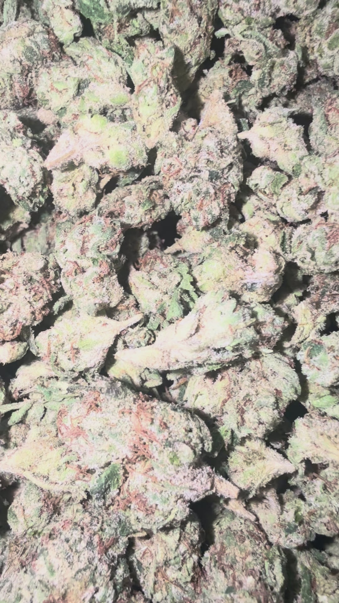 Load video: Red Runtz - Bulk Mediums - Hybrid