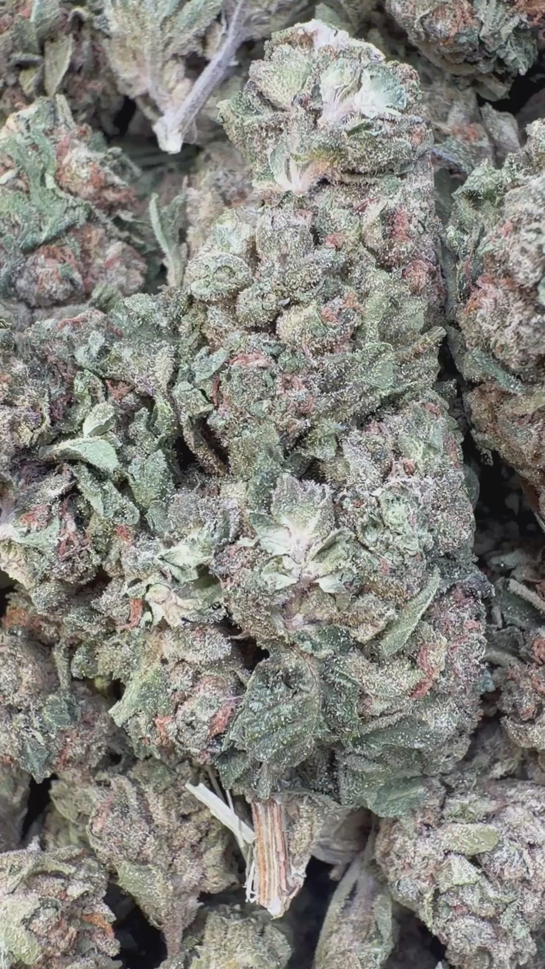 Cargar vídeo: Bubble Yum - A granel - Híbrido