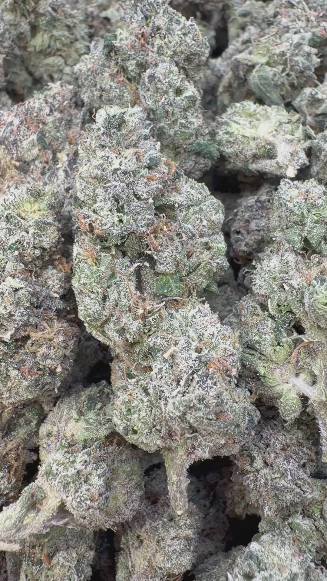 Load video: Banana Runtz Indoor - Bulk - Hybrid