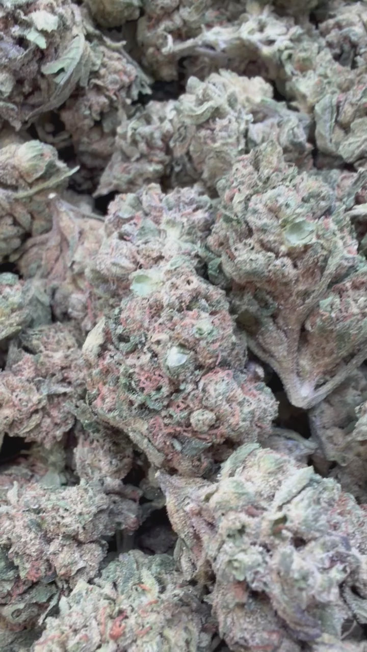 Load video: Gary Payton - Bulk - Hybrid