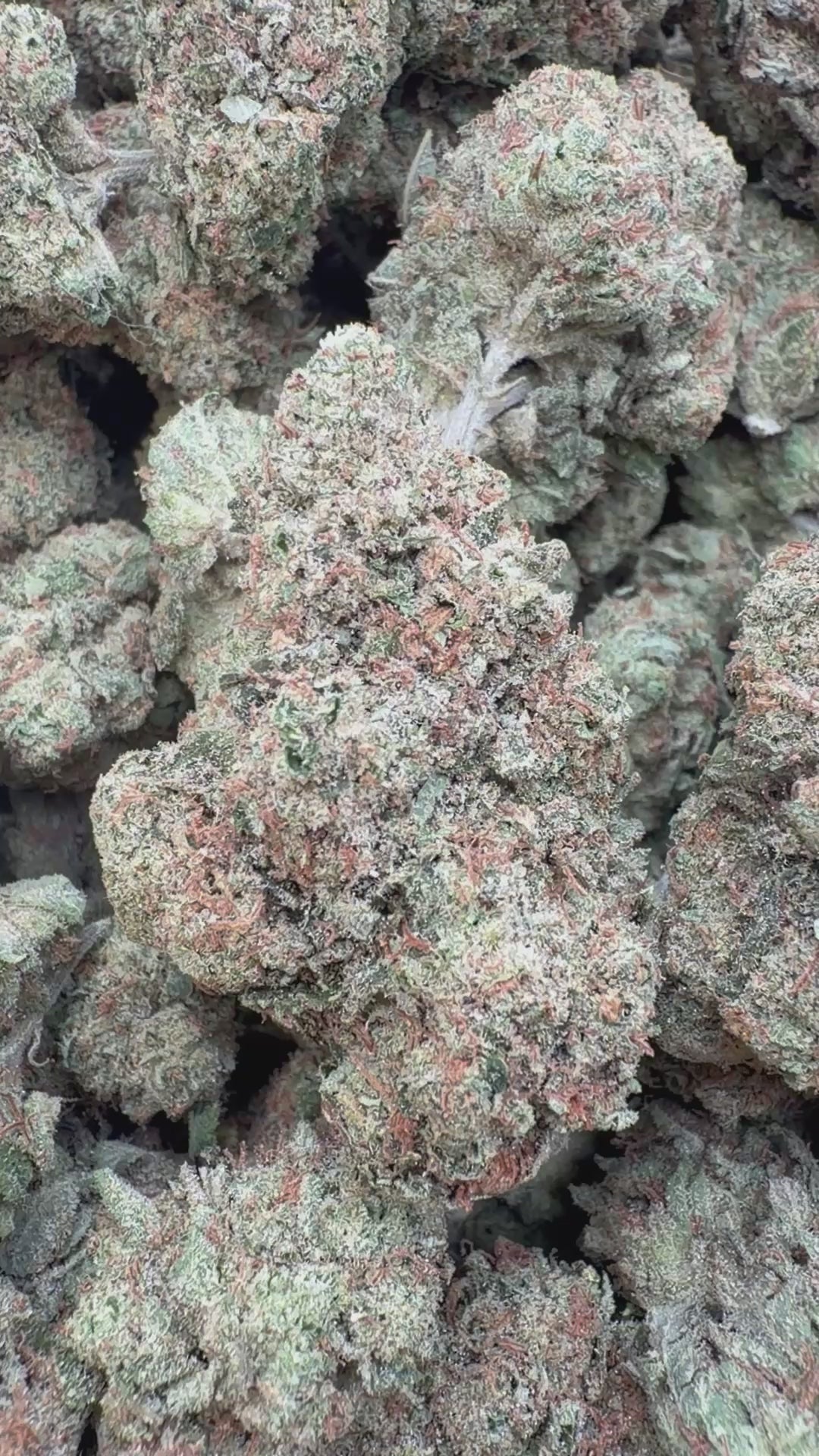 Cargar vídeo: Laughing Gas Indoor - Bulk - Hybrid