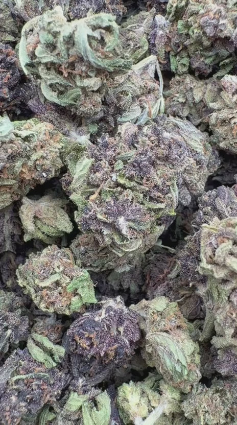 Load video: Purple Jack Littles - Bulk Littles - Hybrid