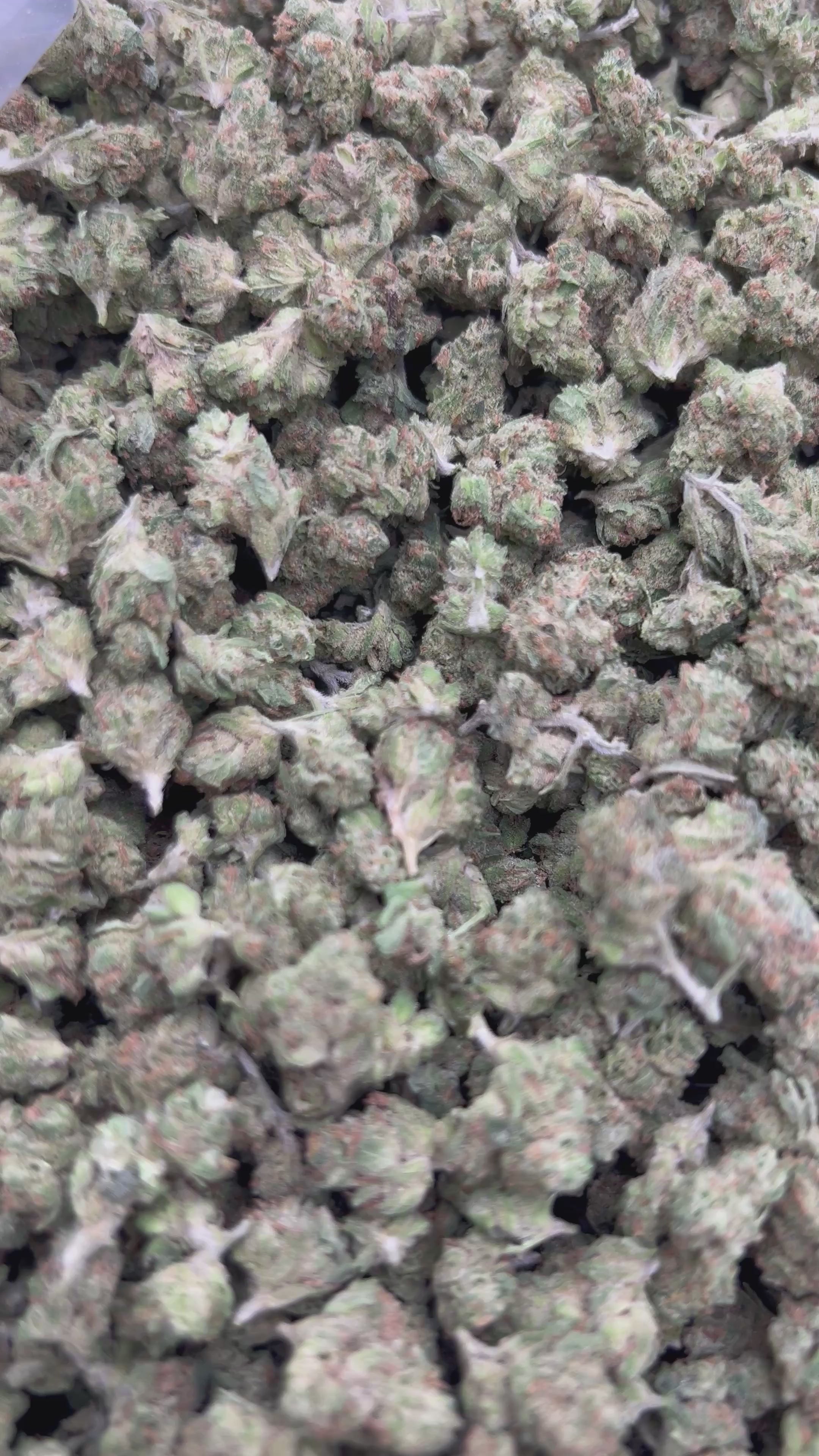 Cargar vídeo: Alien OG Littles - Bulk Littles - Indica