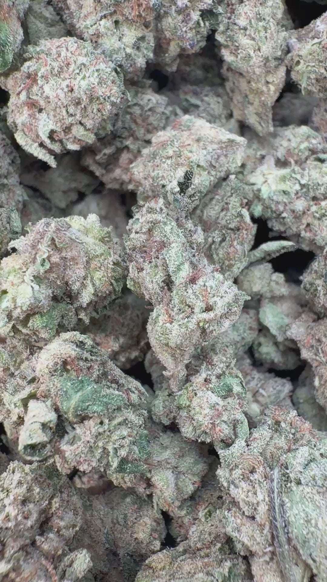 Cargar vídeo: CheeseCake 41 - A granel - Indica