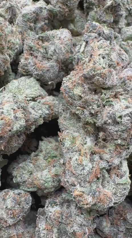 Load video: Toad Venom Indoor - Bulk - Hybrid