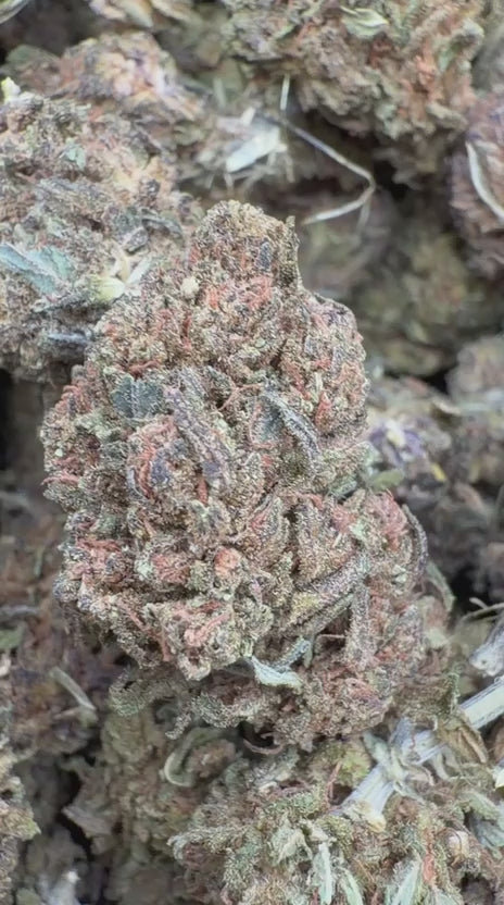 Load video: Star Dog - Bulk - Indica