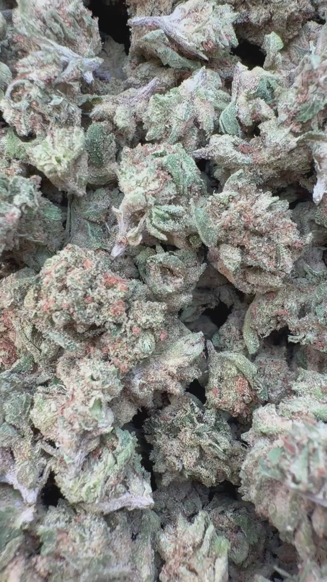 Load video: Sour Diesel Indoor Littles - Bulk Littles - Sativa