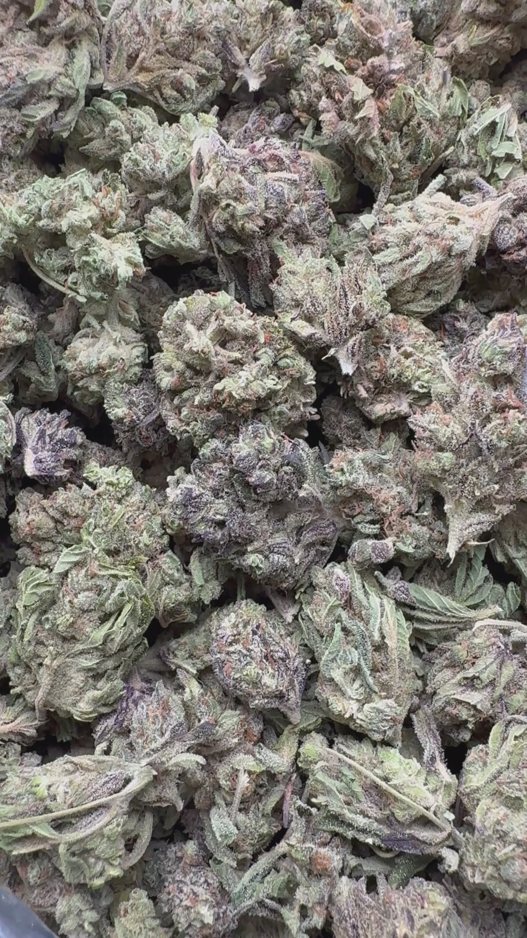 Load video: Purple Mendo - Bulk - Indica