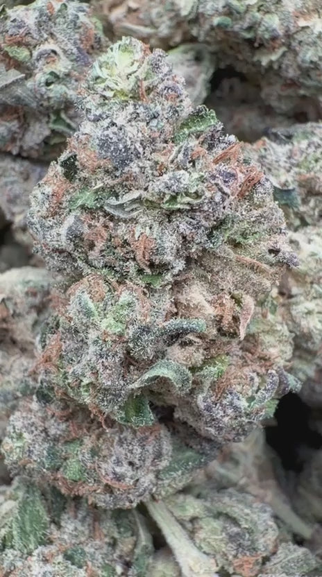 Cargar vídeo: Jungle Gelato - A granel - Indica