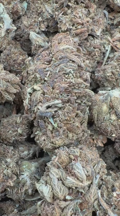 Load video: Acapulco Gold - Bulk - Sativa