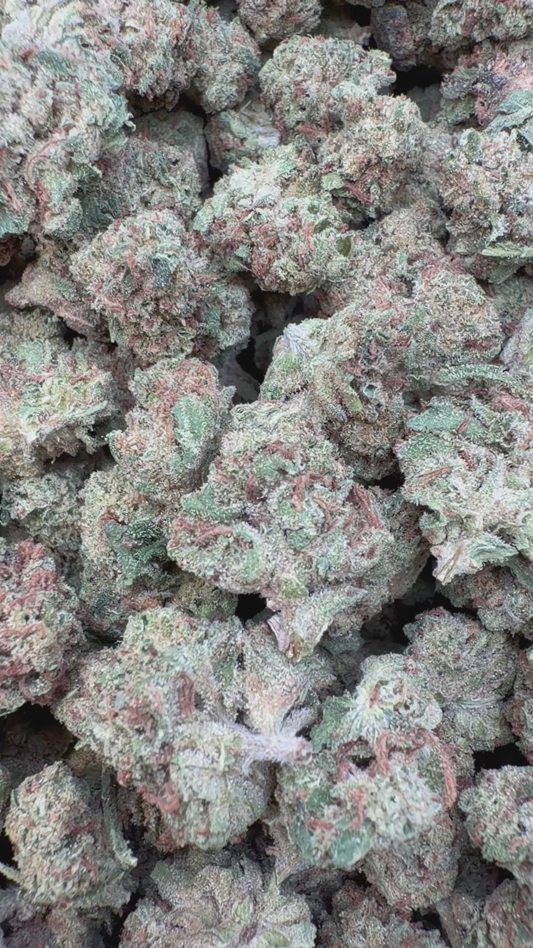 Load video: Apple Banana Littles - Bulk Littles - Hybrid