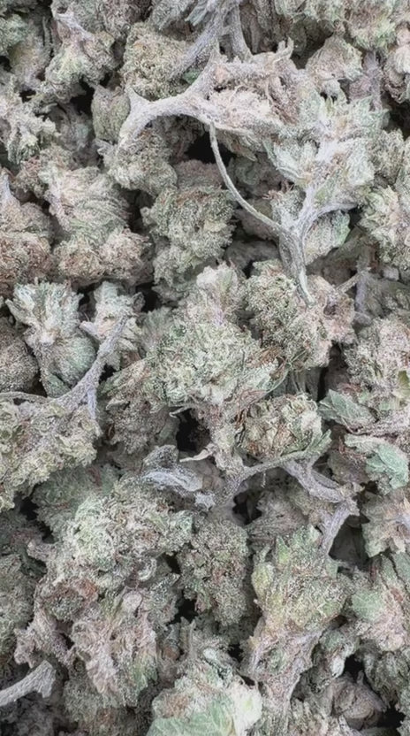 Cargar vídeo: Viuda Blanca - Bulk Littles - Híbrido