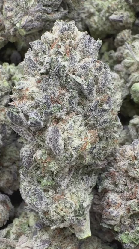 Load video: GMO Indoor - Bulk - Indica