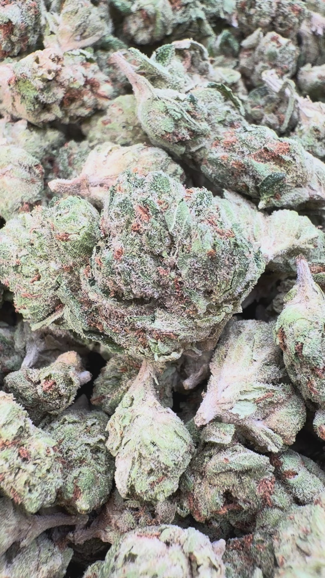 Cargar vídeo: SFV OG Littles - Bulk Littles - Indica