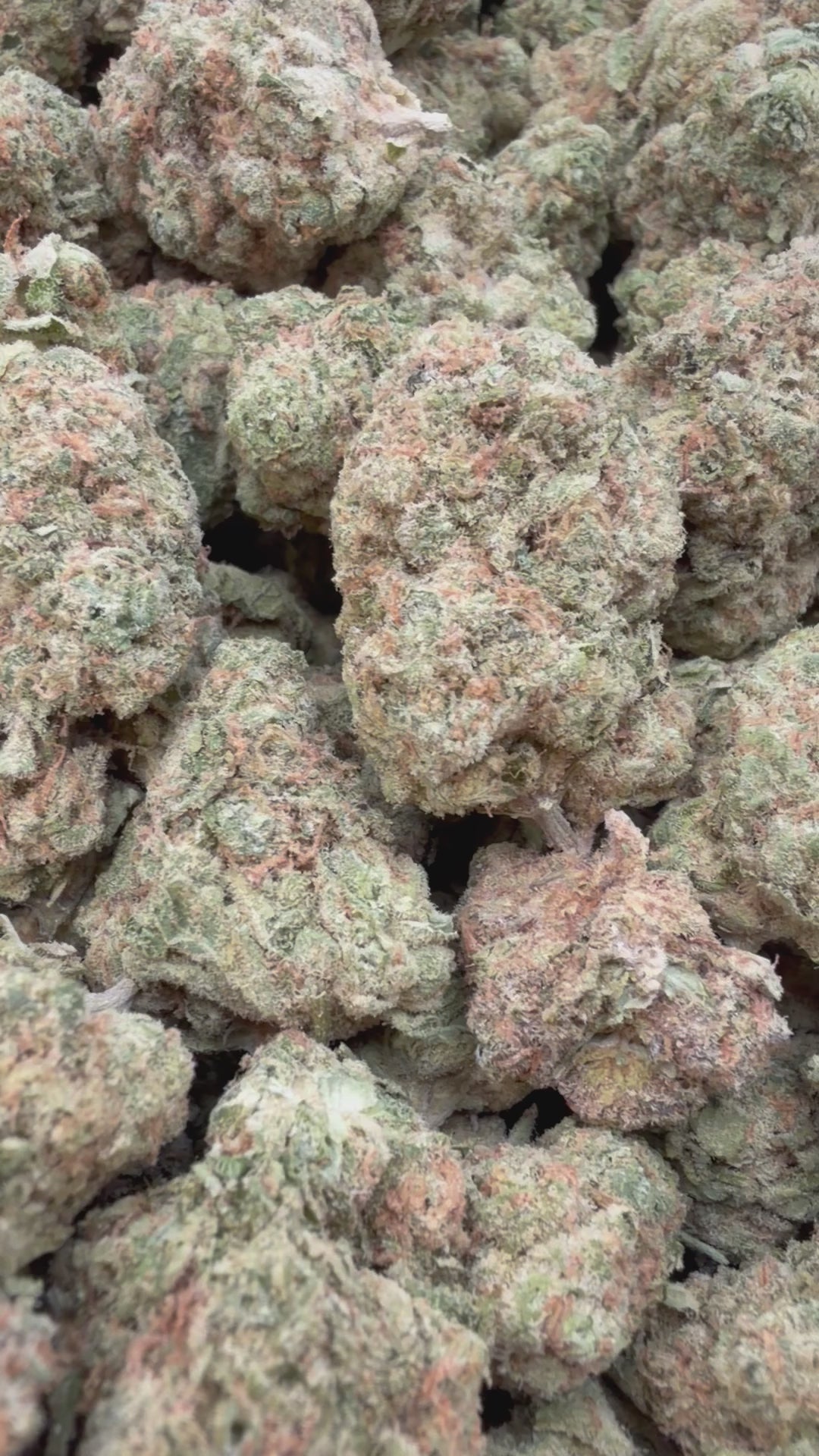 Load video: Blueberry Lemon Bars - Bulk - Hybrid
