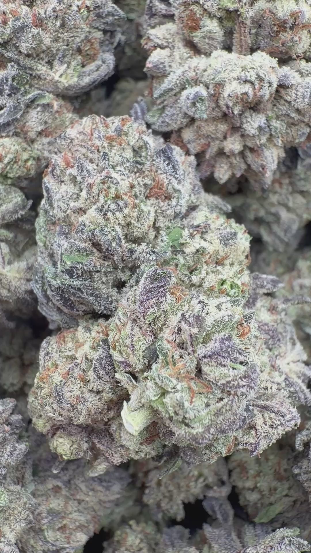 Load video: Snowman Indoor - Bulk - Hybrid