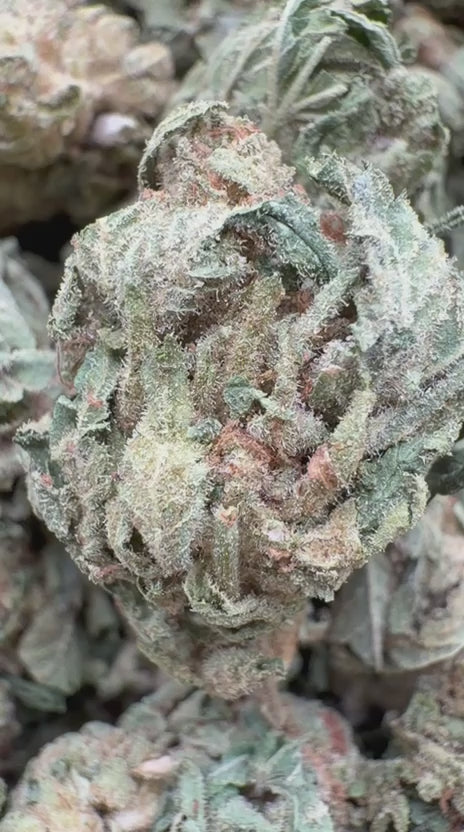 Load video: London Jealousy - Bulk - Hybrid