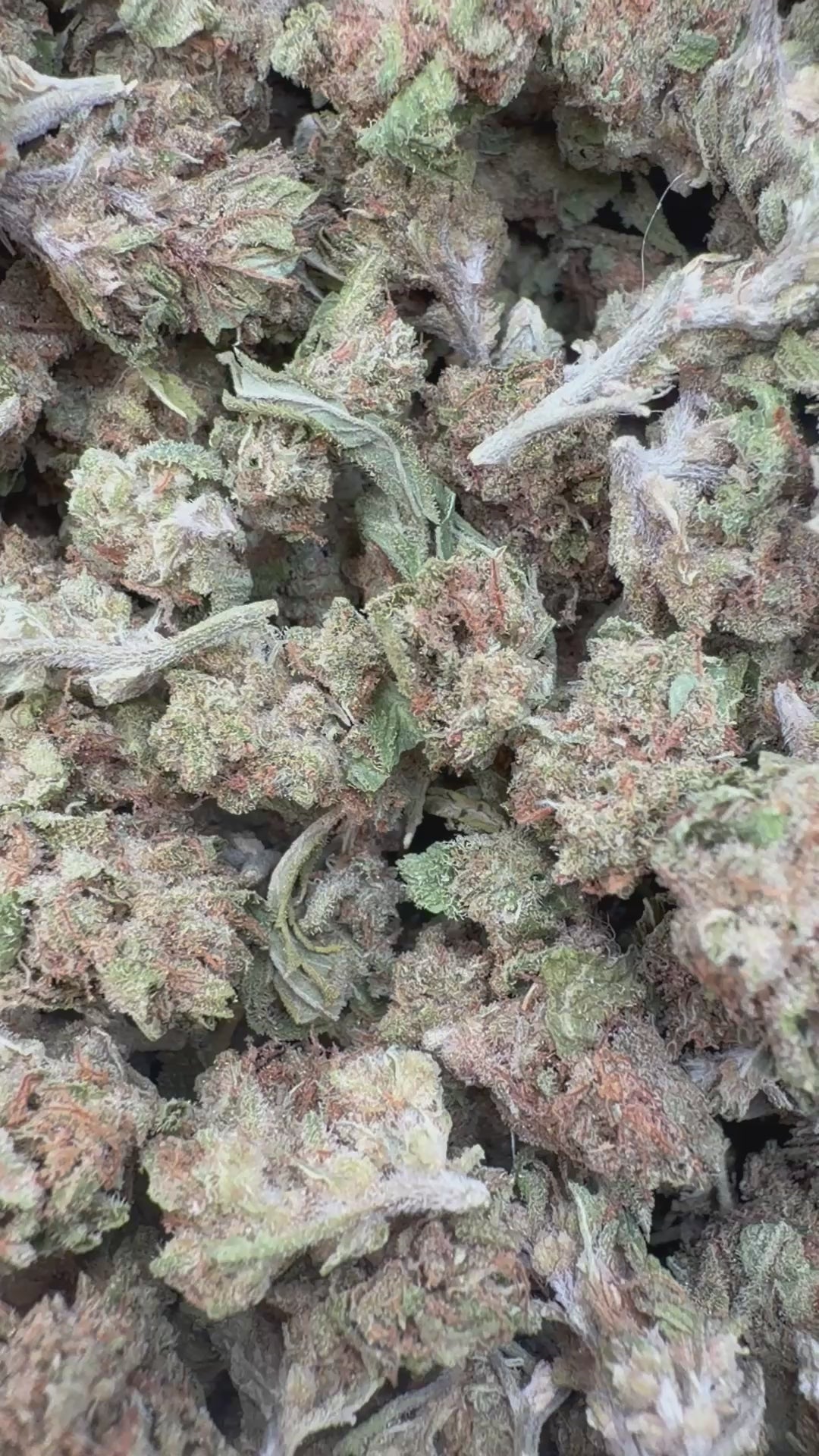 Cargar vídeo: Star Dog - A granel - Indica