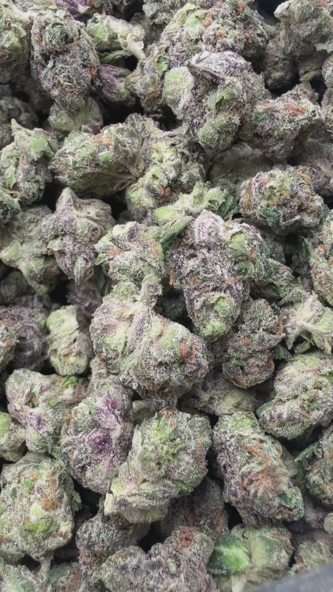 Load video: Lemon Cherry Gelato Indoor Littles - Bulk Littles- Hybrid