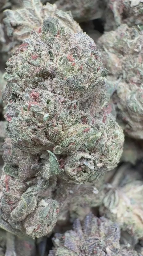 Load video: Berry Gelato - Bulk - Hybrid