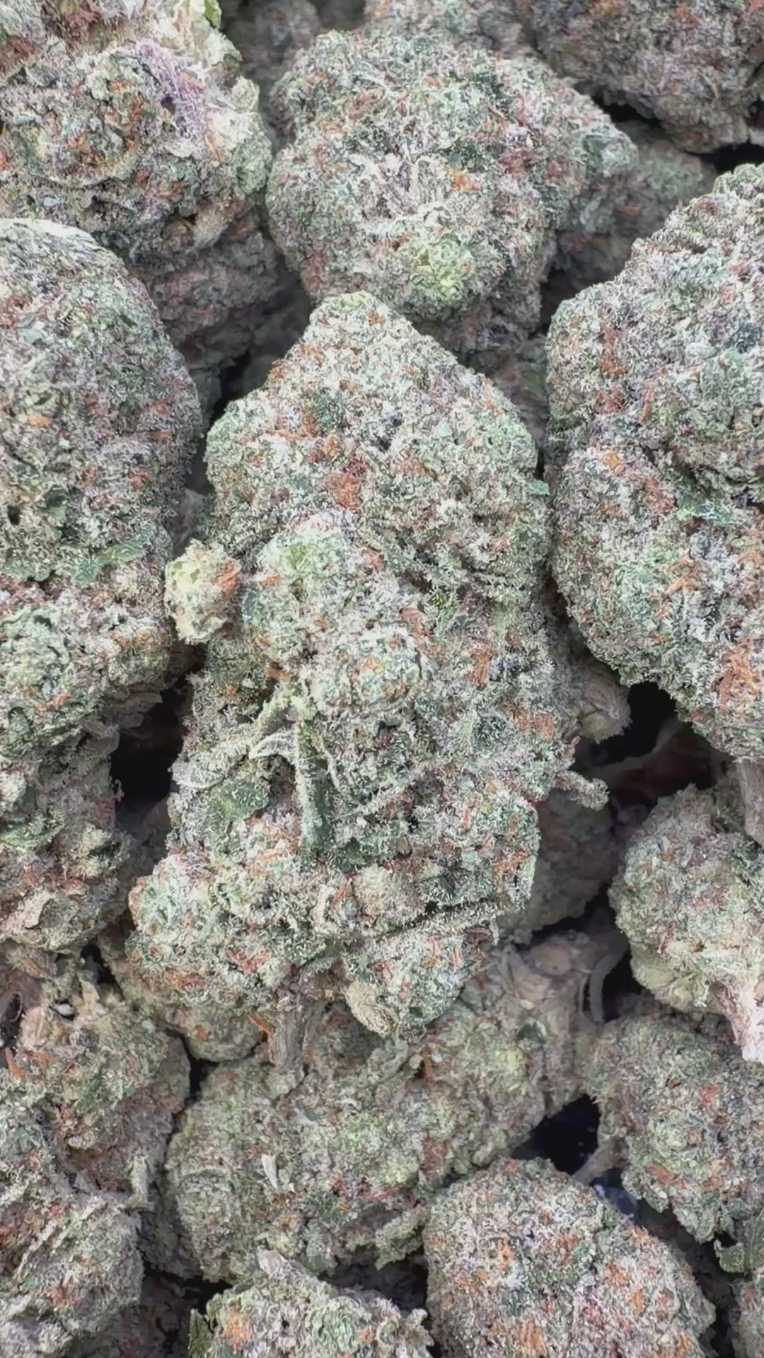 Load video: Biscotti Mintz Indoor - Bulk - Indica