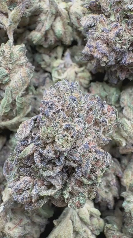 Load video: Bubble Yum Littles - Bulk Littles - Hybrid