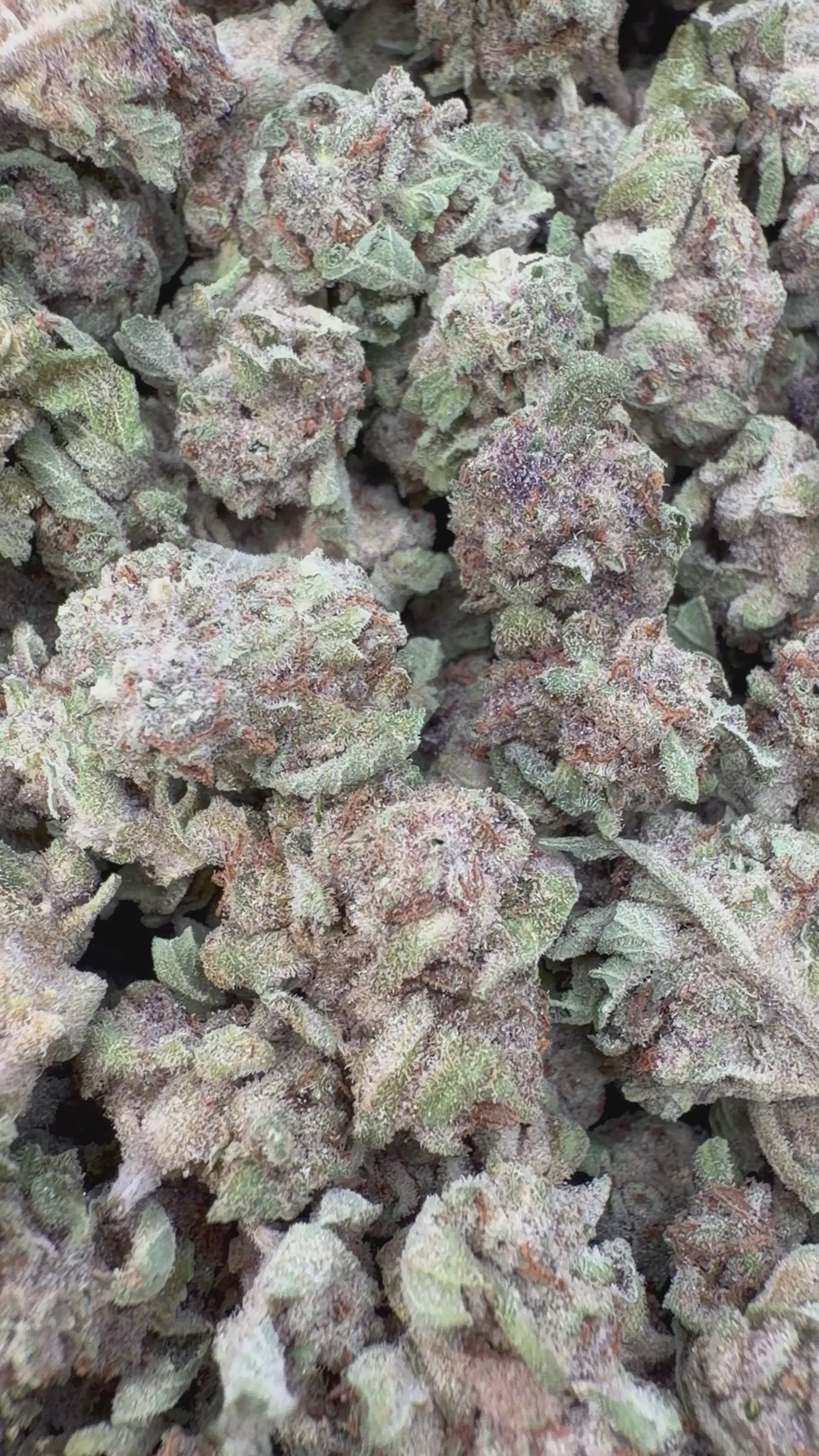 Load video: Sundae Driver Littles - Bulk Littles - Hybrid