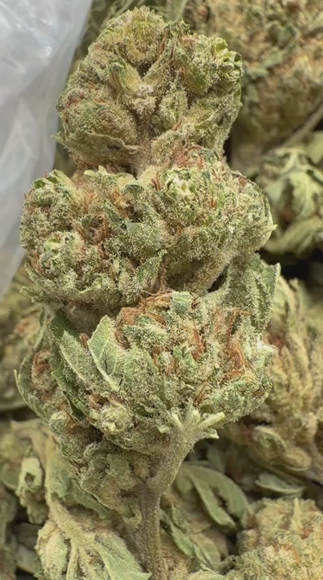 Load video: Maui Wowie - Bulk - Sativa