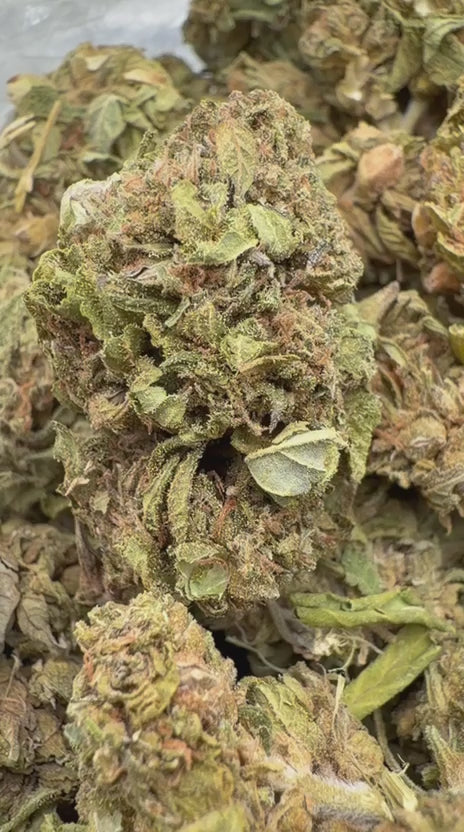 Cargar vídeo: Banjo - A granel - Sativa