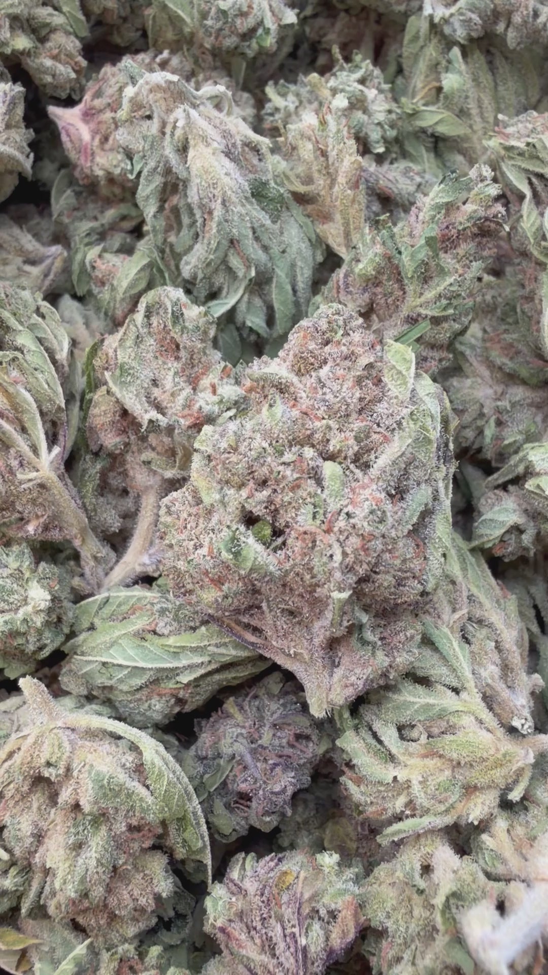Load video: Star Dog - Bulk - Indica