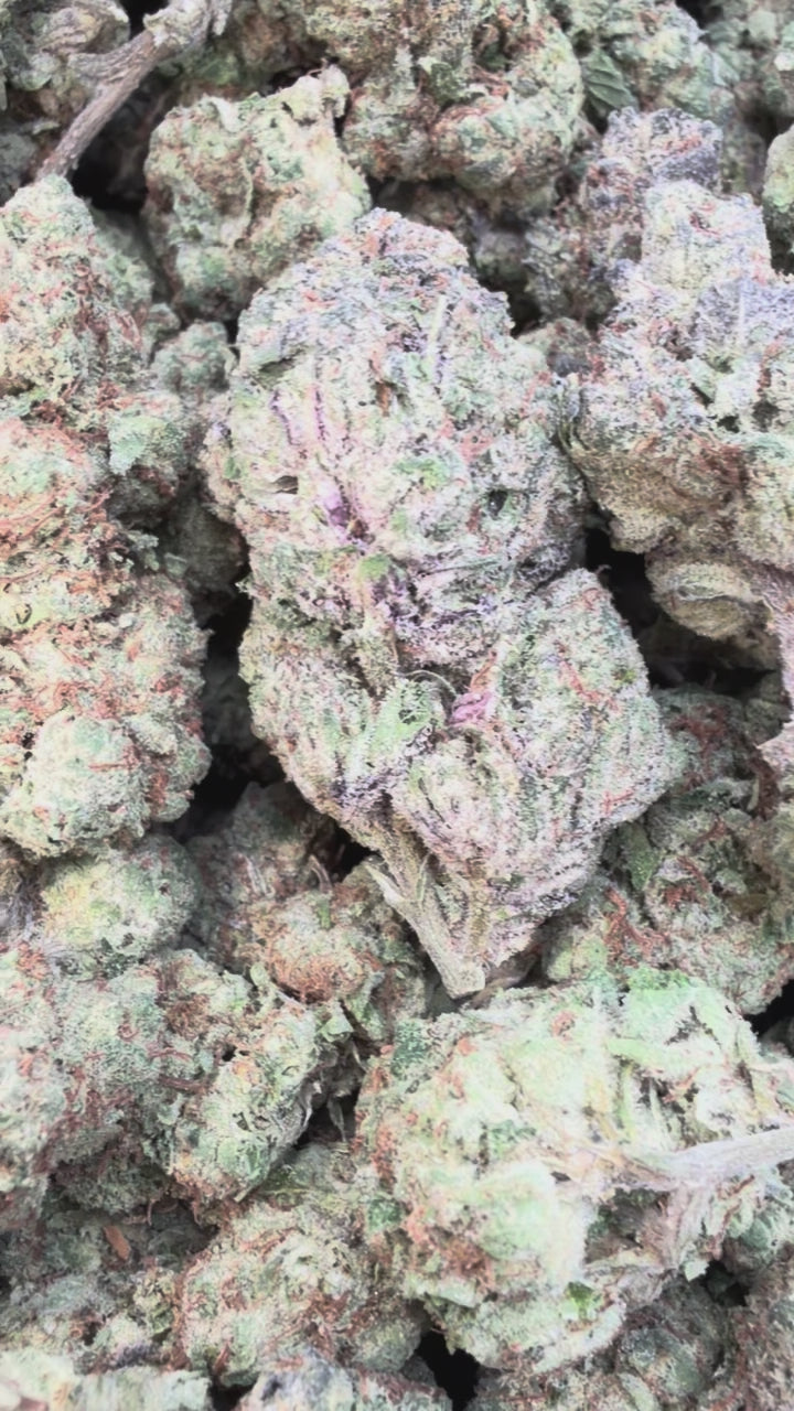 Load video: Jet Fuel Gelato Indoor - Bulk - Hybrid