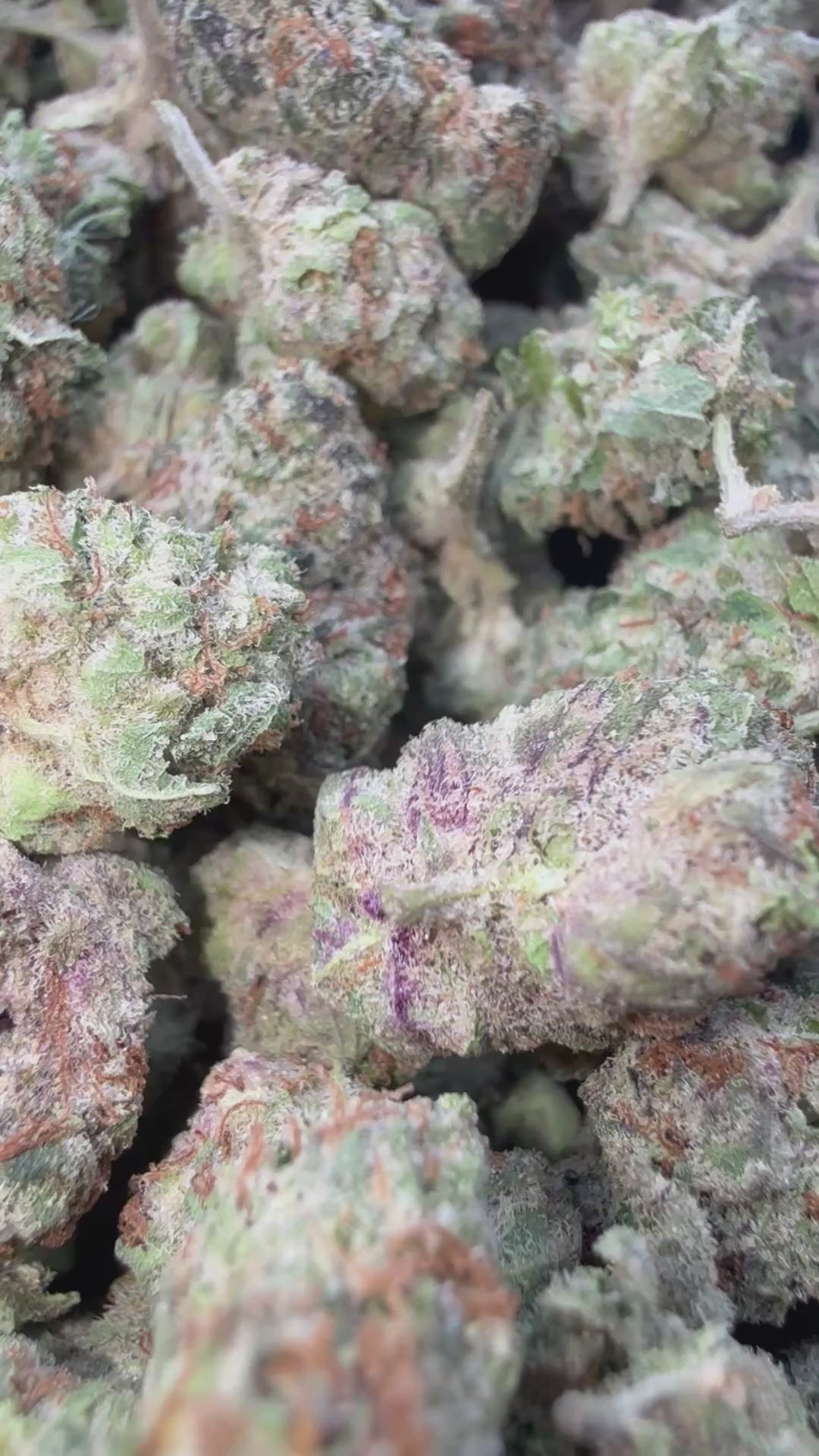 Load video: Jolly Ranchers Littles- Bulk Littles - Indica