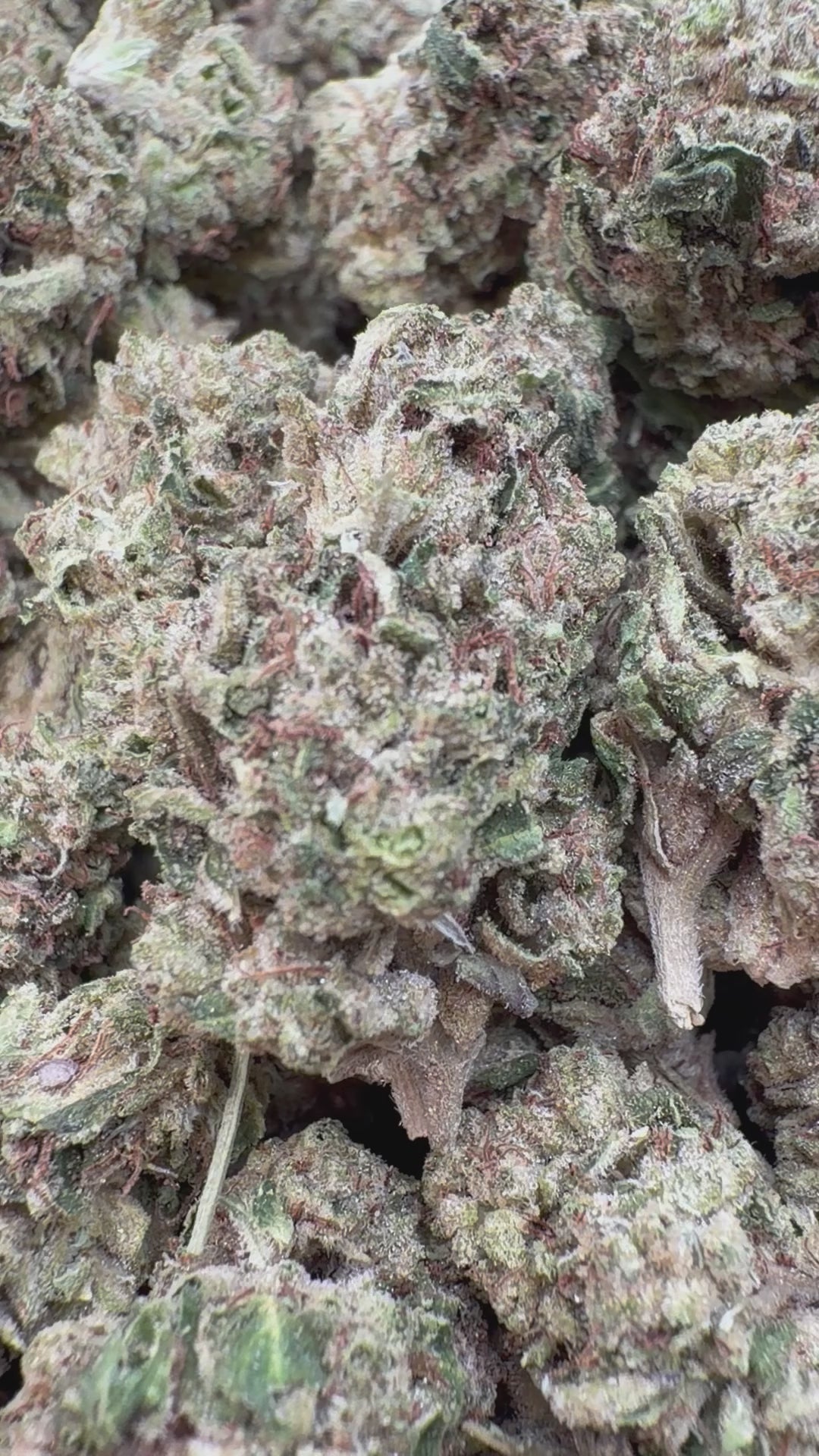 Cargar vídeo: Blueberry Zkittlez - A granel - Indica