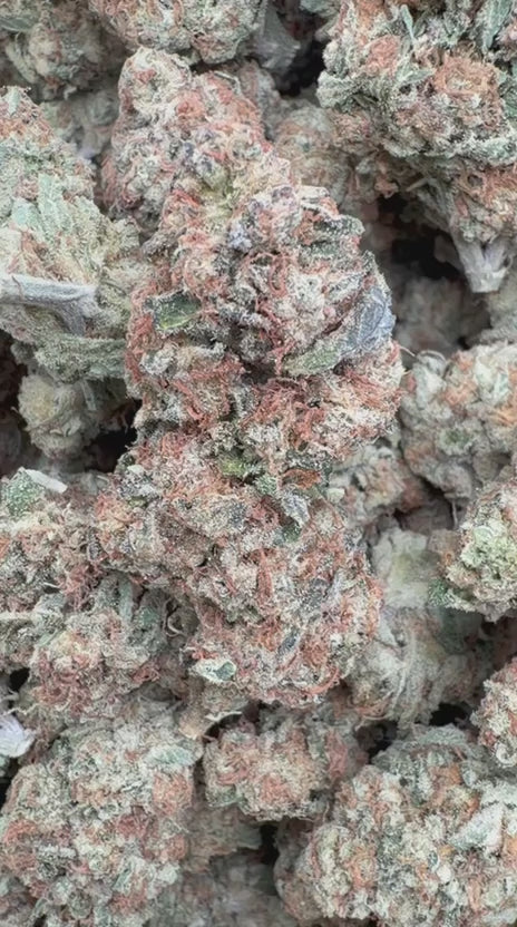 Load video: Purple Punch - Bulk - Indica