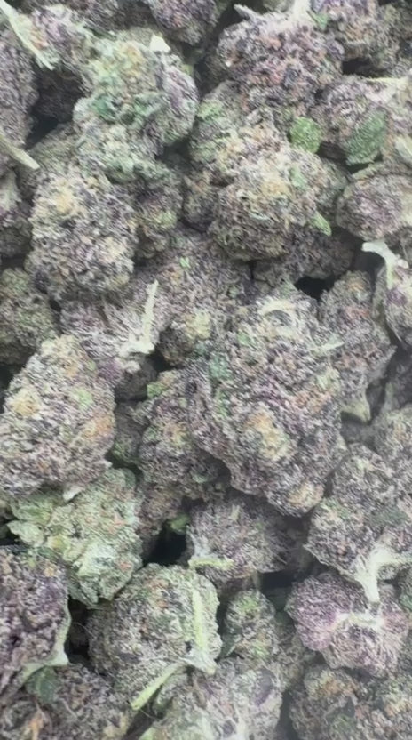 Load video: Gelato 33 Indoor Littles - Bulk Littles - Hybrid