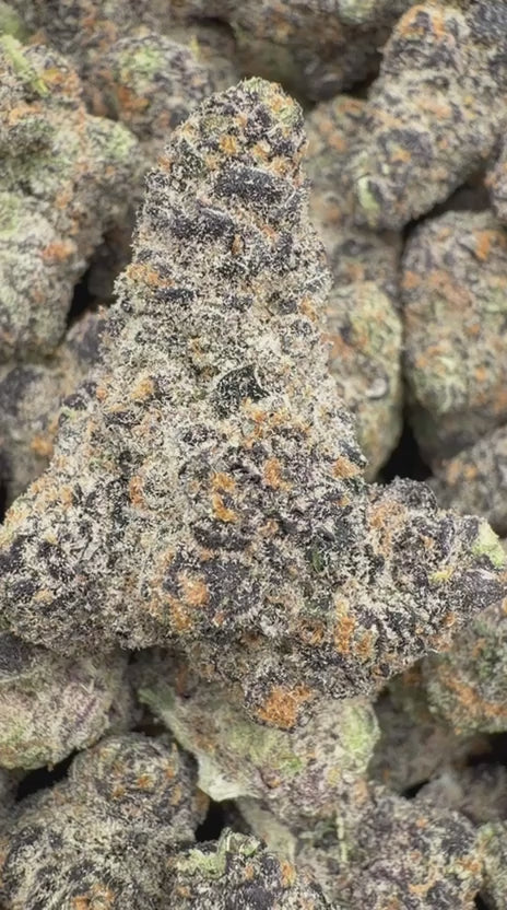 Load video: Cereal Milk Indoor - Bulk - Hybrid