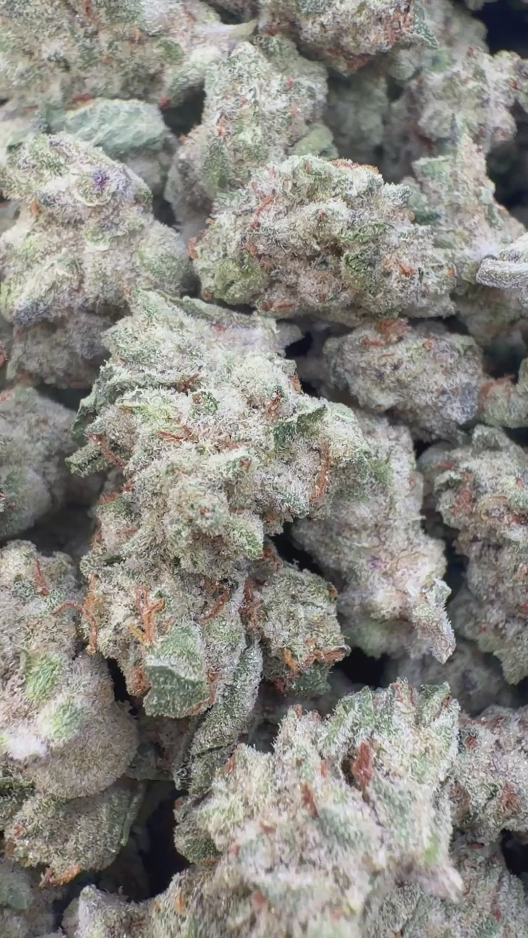 Load video: Grape Ape Indoor Littles - Bulk Littles - Hybrid