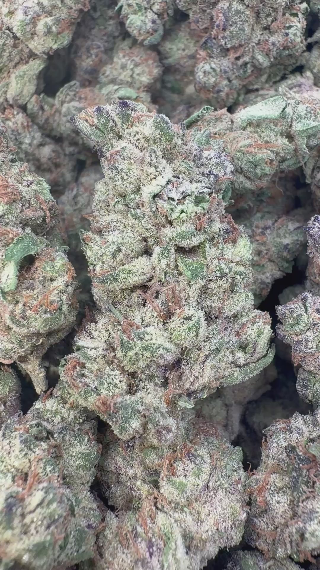 Load video: Glitterati Indoor - Bulk - Indica